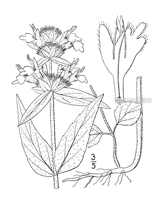 古植物学植物插图:Blephilia ciliata, Downy Blephilia